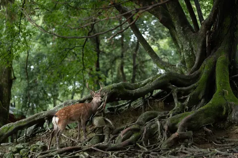 樹根の上の静かな風景