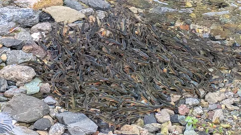 驚きの魚群、川底の生命力