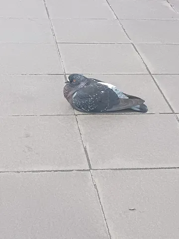 石畳に佇む、静かなる旅人