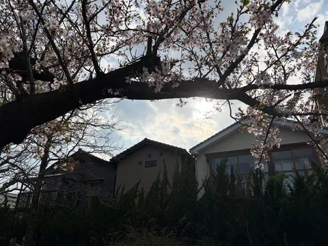 桜と和の佇まい、穏やかな日差し