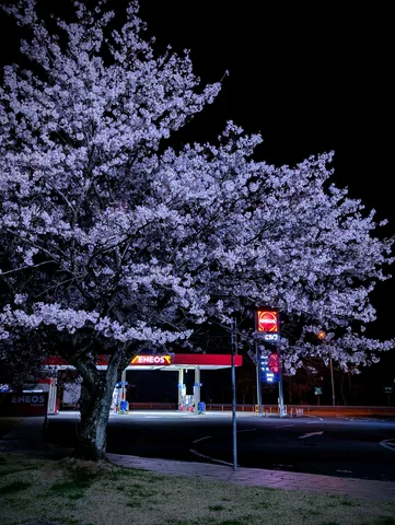 夜桜とガソリンスタンドのシュールな競演