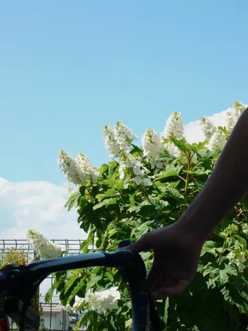風と花と自転車の風景