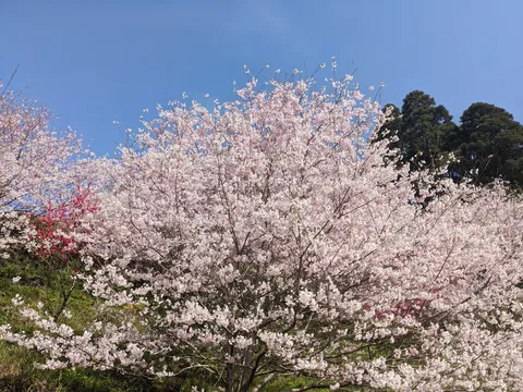 淡い桜色の春景色