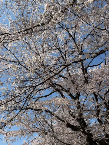 見上げれば満開の桜