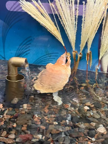 水辺の静かな宴と草笛