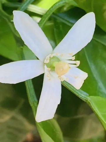 鮮やかな緑に咲く純白の花