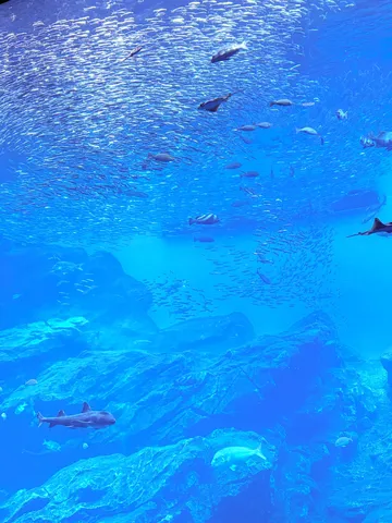 悠久の海、魚たちの群舞