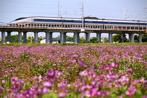 蓮華草