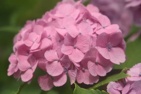 風に揺れる桜色の花房