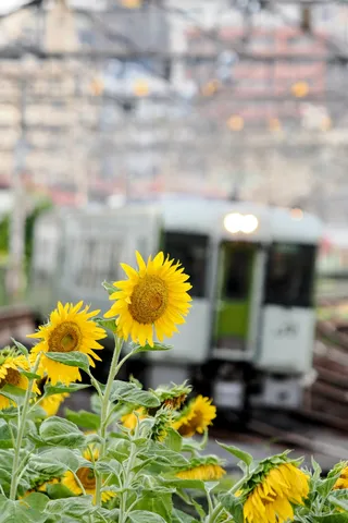輝くひまわりと通過列車