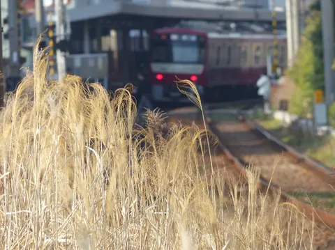 枯れ草の向こう、駅に停まる列車