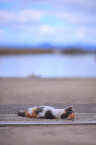 路端で眠る猫の午後