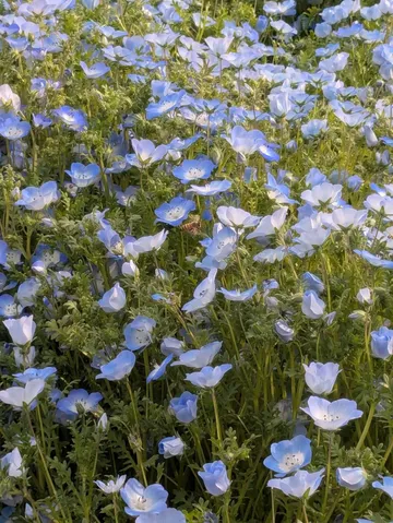 青い花の密やかな群落