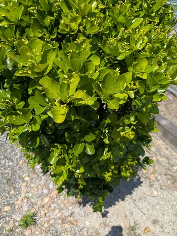 芽吹き始めた緑