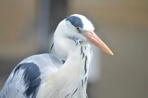 静寂の眼差し、青い羽根