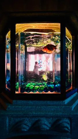 金魚鉢、時々人間