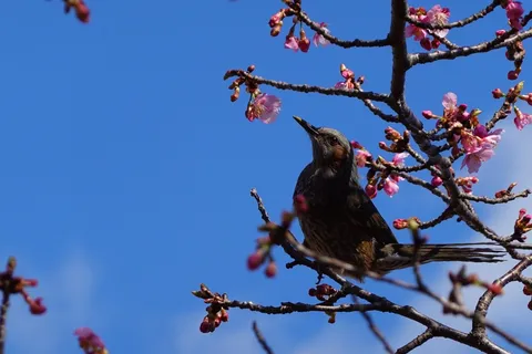 春を待つ鳥、桜と空