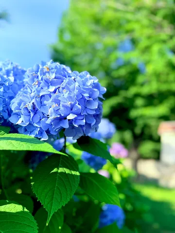 雨上がりの紫陽花、鮮やかな青