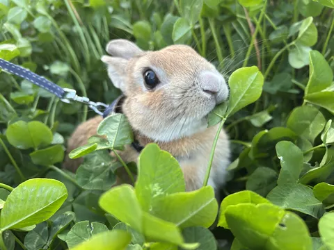 クローバーをもぐもぐうさぎ