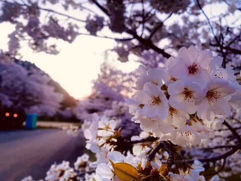 桜が主役の夕暮れ道