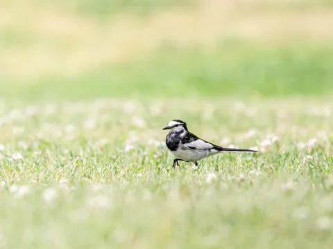 春の訪れ、白黒の小さな旅人
