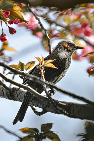 桜彩る枝の上の静寂