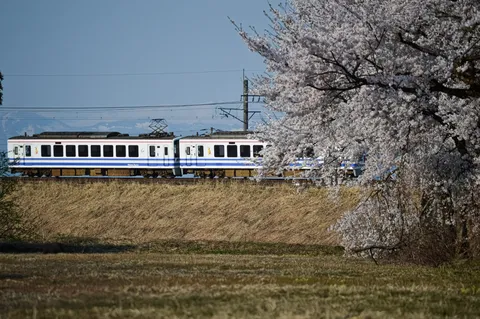 春風に揺れる桜と列車の響き