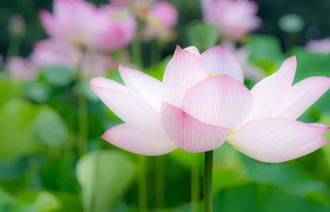 水面に咲く蓮の儚い美しさ