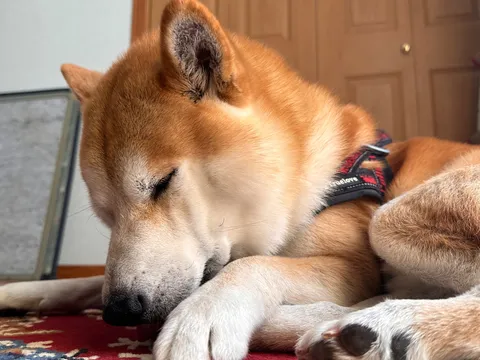 おやすみ、柴犬