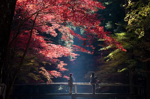 光射す紅葉の回廊