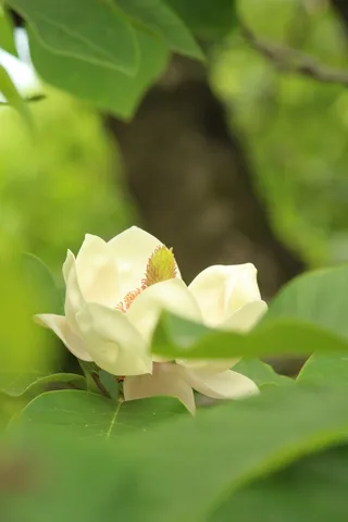 木漏れ日と白い花