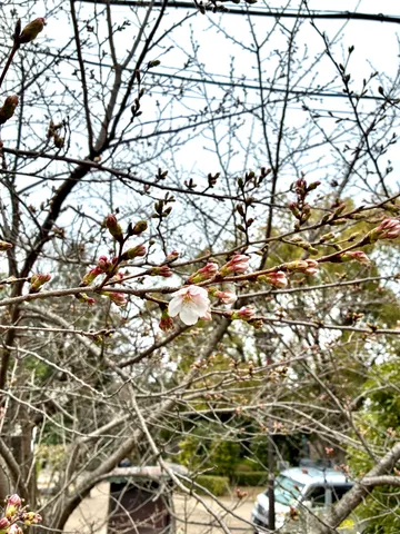 春を告げる桜の蕾と一輪の花