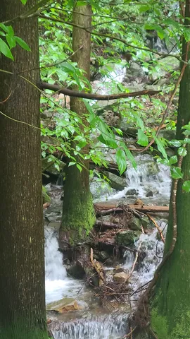 雨上がりの森、せせらぎの音