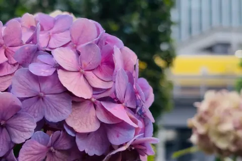 淡い紫の紫陽花、都会の彩り