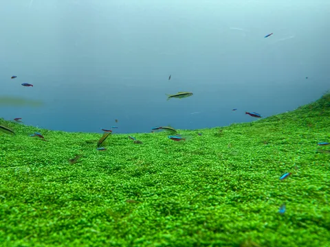 水中の緑と魚のささやき