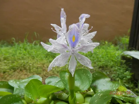 雨粒が映す花の静けさ