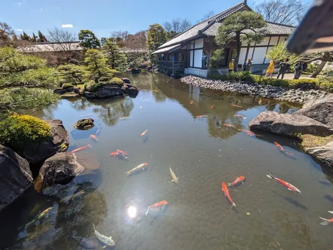 錦鯉が彩る庭園の池