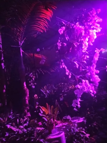 紫に染まる熱帯夜