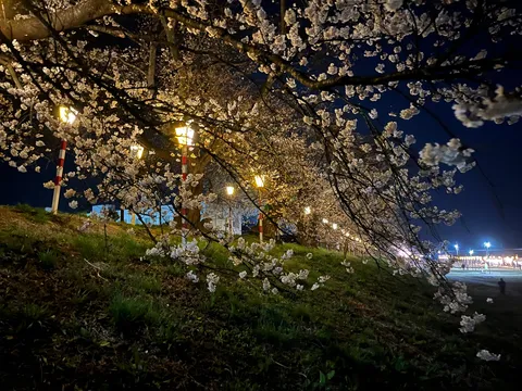 灯りに浮かぶ夜桜並木