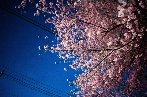 夜風に揺れる