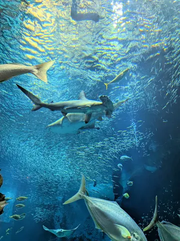 サメと魚群、海の鼓動