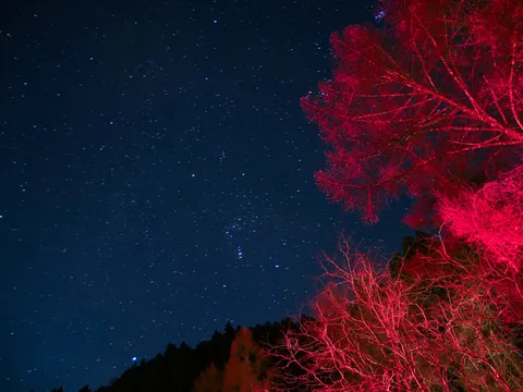 星降る夜の紅葉