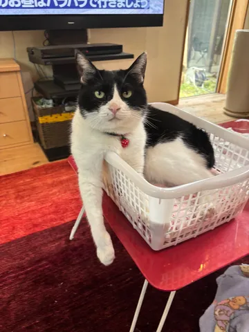 かご猫、リラックスタイム