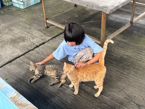路地の猫と子どものひととき