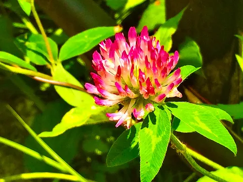 鮮やかなクローバーの花