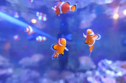 群れで泳ぐニモたち