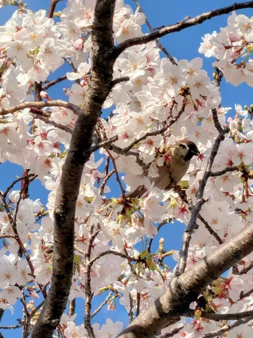 桜に紛れる小鳥の日常