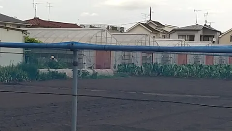 ビニールハウスと野菜たちの午後