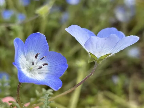 やさしいブルーの二輪花