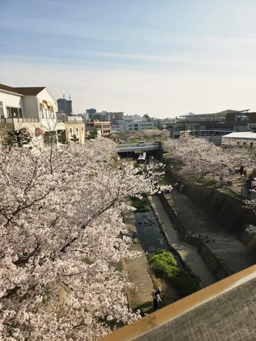 水辺を彩る満開の桜並木